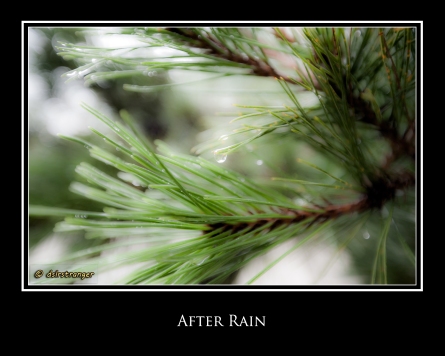 After Rain