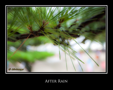 After Rain